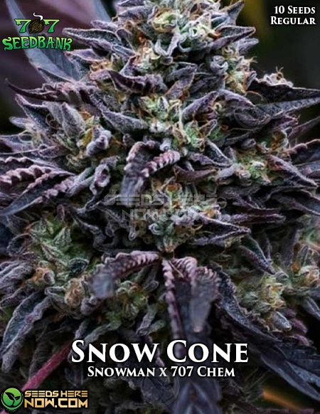 - 707 Seed Bank - Snow Cone {Reg} [10Pk]