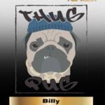 Billy (Regular) - Thug Pug Genetics