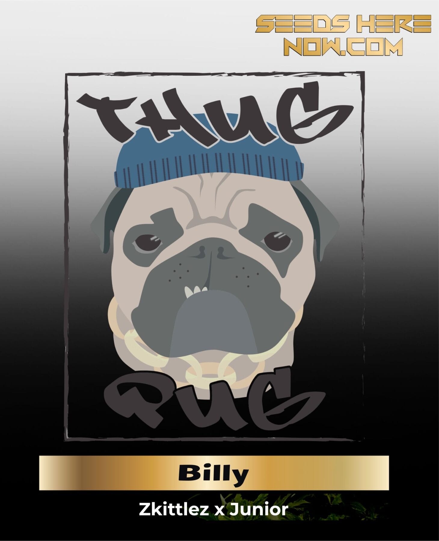 Billy (Regular) - Thug Pug Genetics