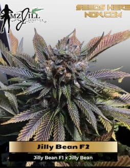 Jilly Bean F2 (Regular) (space) Mz Jill Genetics