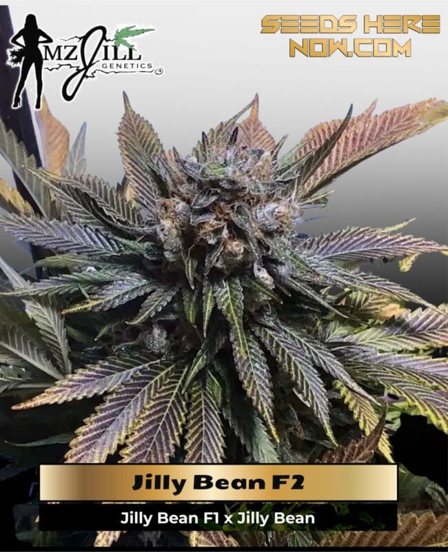 Jilly Bean F2 (Regular) - Mz Jill Genetics