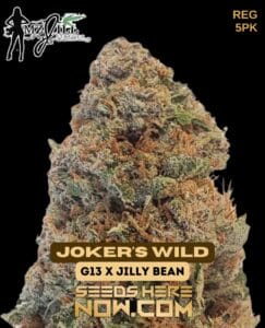 Joker's Wild (regular) - Mz Jill Genetics