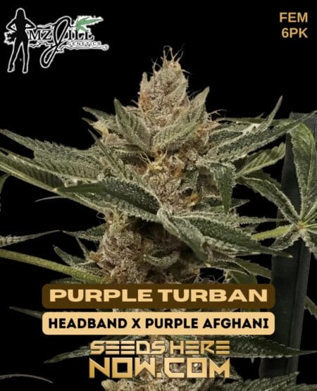 Mz Jill Genetics - Purple Turban {fem} [6pk]