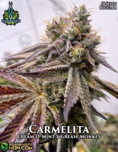 Carmelita (Regular) (space) Exotic Genetix