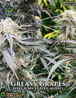 Exotic Genetix - Greasy Grapes {REG} [10pk]