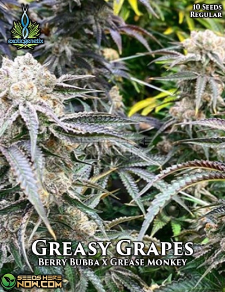 - Exotic Genetix - Greasy Grapes {Reg} [10Pk]
