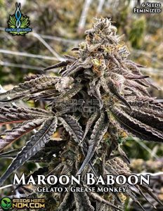 Maroon Baboon (Feminized) - Exotic Genetix