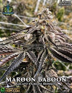 Exotic Genetix - Maroon Baboon {FEM} [6pk]