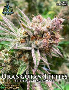 Orangutan tittiez  (feminized) - exotic genetix