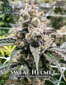 Sweat Helmet (regular) - Exotic Genetix