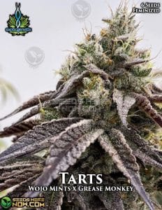 Tarts (feminized) - exotic genetix