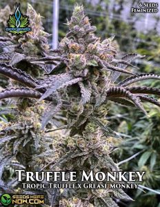 Truffle Monkey (feminized) - Exotic Genetix