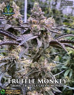 Exotic Genetix - Truffle Monkey {FEM} [6pk]