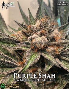 Purple Shah (feminized) - Mz Jill Genetics
