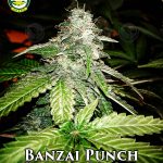 Banzai Punch (Regular) - Seattle Chronic Seeds