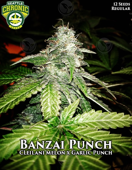 - Seattle Chronic Seeds - Banzai Punch {Reg} [12Pk]