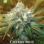 Cherry Mist (Regular) - Seattle Chronic Seeds