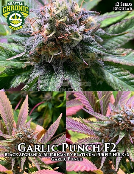- Seattle Chronic Seeds - Garlic Punch F2 {Reg} [12Pk]