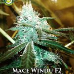 Mace Windu F2 (Regular) - Seattle Chronic Seeds