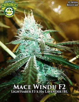 Seattle Chronic Seeds - Mace Windu F2 {REG} [12pk]