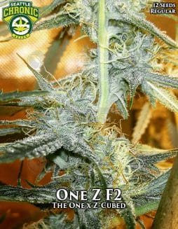 Seattle Chronic Seeds - One Z F2 {REG} [12pk]