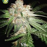 V8 (Regular) - Seattle Chronic Seeds