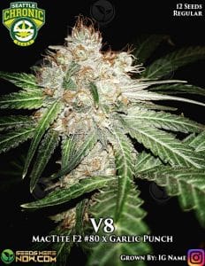 V8 (regular) - seattle chronic seeds