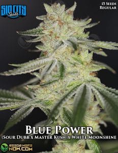 Blue Power (Regular) - Sin City Seeds