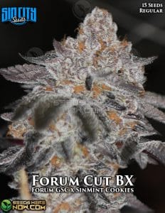 Forum Cut BX (Regular) - Sin City Seeds