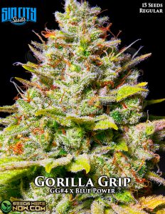 Gorilla grip (regular) - sin city seeds