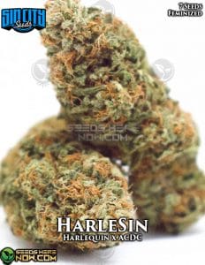HarleSin (Feminized) - Sin City Seeds
