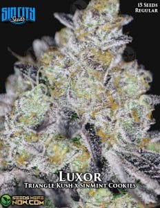 Luxor (Regular) - Sin City Seeds