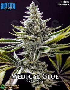 Medical Glue (Feminized) - Sin City Seeds