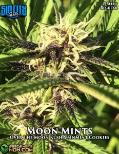 Moon Mints (regular) - Sin City Seeds
