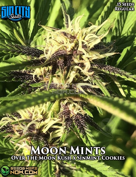 - Sin City Seeds - Moon Mints {Reg} [15Pk]