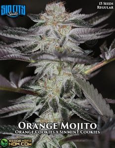 Orange mojito (regular) - sin city seeds