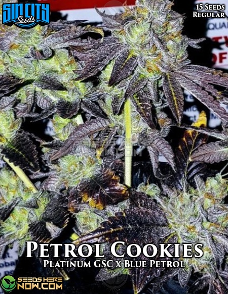 - Sin City Seeds - Petrol Cookies {Reg} [15]