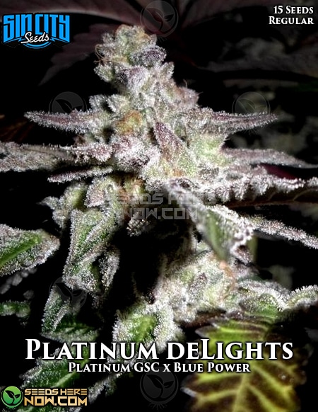 - Sin City Seeds - Platinum Delights {Reg} [15Pk]