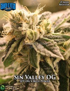 Sin Valley OG (Regular) - Sin City Seeds