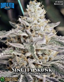 Sin City Seeds - SinCity Skunk {REG} [15pk]