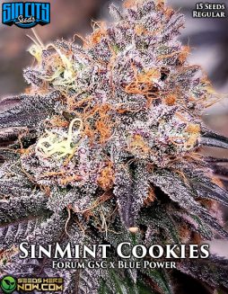 Sin City Seeds - SinMint Cookies {REG} [15pk]