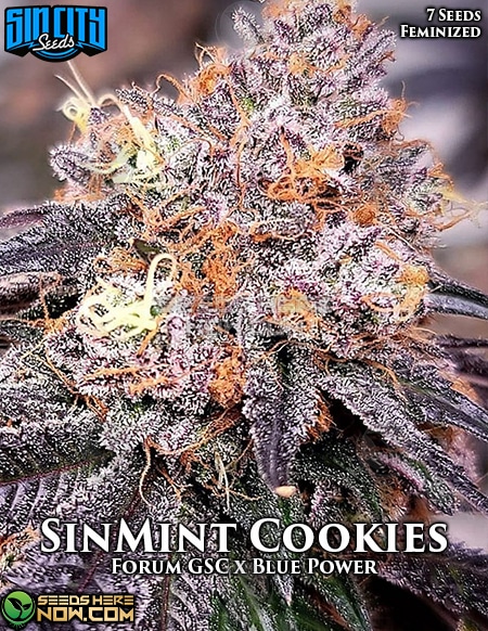 - Sin City Seeds - Sinmint Cookies {Fem} [7Pk]