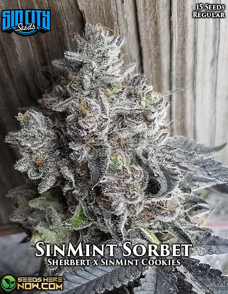 - Sin City Seeds - Sinmint Sorbet {Reg} [15Pk]