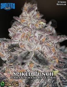 Spiked punch (regular) - sin city seeds