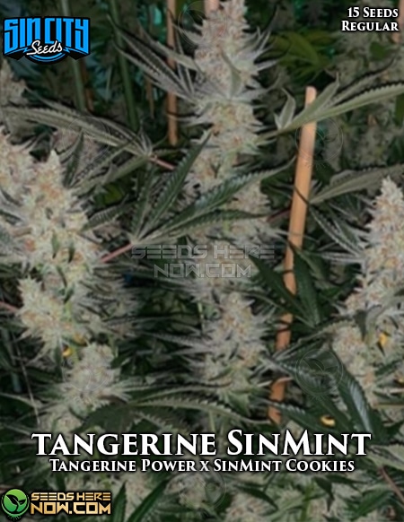 - Sin City Seeds - Tangerine Sinmint {Reg} [15Pk]