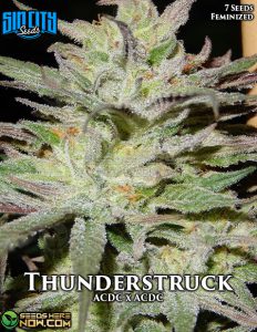 Thunderstruck (Feminized) - Sin City Seeds