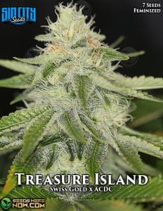Treasure Island (feminized) - Sin City Seeds