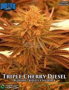 Triple Cherry Diesel (Regular) - Sin City Seeds