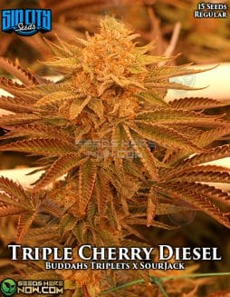 Sin City Seeds - Triple Cherry Diesel {REG} [15]