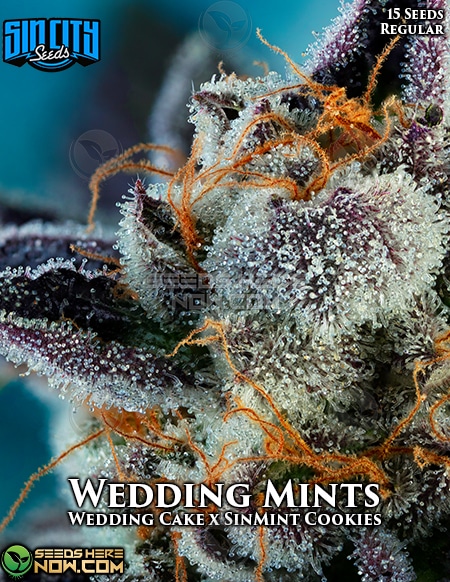 - Sin City Seeds - Wedding Mints {Reg} [15Pk]